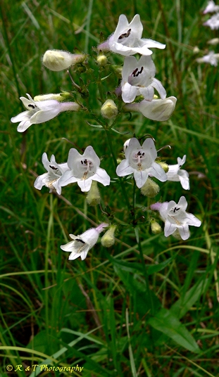 {Penstemon laevigatus}